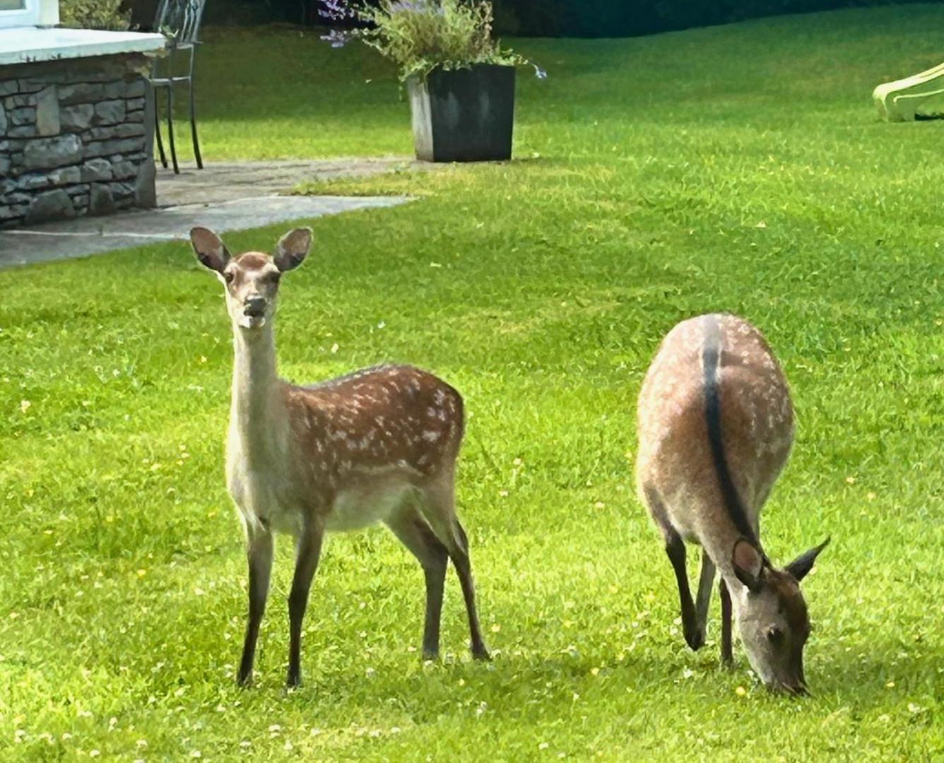 Deer Park Hébergement de vacances *